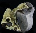 Crystal Filled Septarian Geode - Utah #33093-4